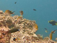 Des demoiselles à queue d'hirondelle (Chromis ternatensis)