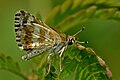 Imago (ventral view)