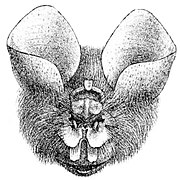 Drawing of bat head