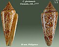 Conus gloriamaris Chemnitz, J.H., 1777