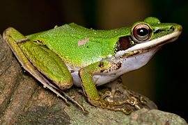 Chalcorana raniceps à Singapour