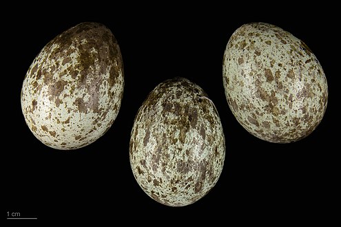 Eggs of Corvus corone cornix - MHNT
