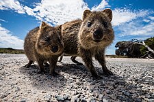 Quokka (Setonix brachyurus)