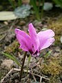 Cyclamen pseudibericum flowering