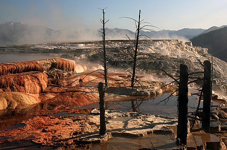 Dead trees at Mammoth Hot Springs, by Mila Zinkova