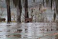 White-tailed deer in the park