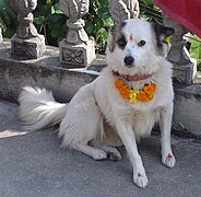 The feet and forehead of dog are adorned with a red tika