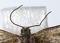 Filiform antennae – Eriocrania cicatricella (Eriocraniidae)