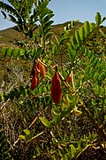 Chochos locos (Erophaca baetica).