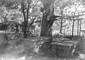 Grave of Jefferson Davis' mother in family cemetery behind Rosemont, circa 1938–1941
