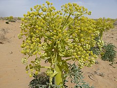 Ferula foetida