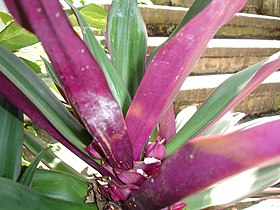 Tradescantia spathacea