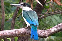 Forest Kingfisher