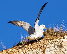 Fulmar boreal.