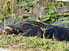 An American alligator and a Burmese python struggling in Everglades National Park