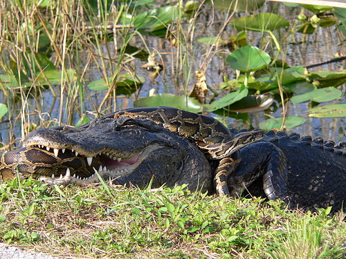 Alligator and python struggle in Everglades National Park.