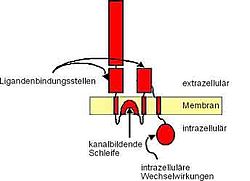 AMPA-Rezeptor