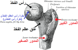 الطرف العلوي من عظم الفخذ الأيمن ينظر إليه من فوق والخلف.