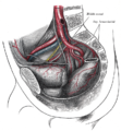 Arteries of the pelvis