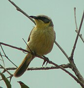 Lichenostomus keartlandi