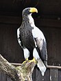 Riesenseeadler (Haliaeetus pelagicus)