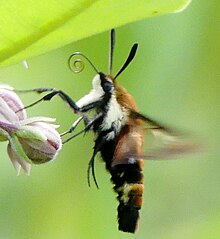 Adult Hemaris aethra moth hovering at a small pink flower. Its proboscis is curled.