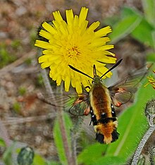 Adult Hemaris aethra moth hovering to feed on nectar from a dandelion. Its proboscis is extended.