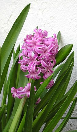 Hyacinthus sp.