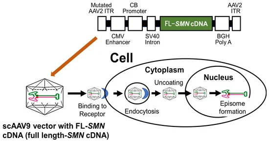 File:Ijms-24-11939-g007-550 (1).webp