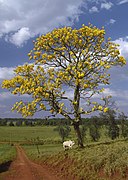 コガネノウゼン（Handroanthus chrysotrichus）