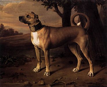 Johann Christof Merck, dog with a collar, 1705