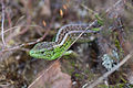 Sand lizard in Jussi heat