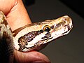 Lateral View of Head of Indian Rock Python ( P molurus) 01