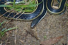 Description de l'image Lateral Water Snake (Thamnosophis lateralis) (9598851968).jpg.