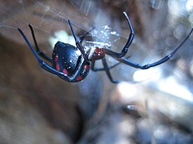 Чёрная вдова (Latrodectus mactans)