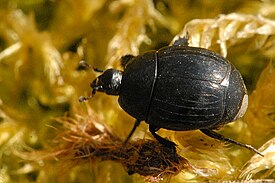 Margarinotus striola