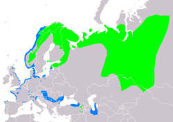 Distribución de Melanitta fusca      Área de cría.     Área de invernada.