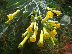 Description de l'image Nicotiana-glauca-20080330.JPG.