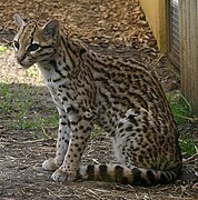 Un ocelot ou Leopardus pardalis.