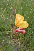 Side view of flowers