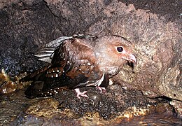 Jeune guacharo de la Cueva de los Guacharos de Soritor (Yorongos, Rioja, San Martin, Pérou).