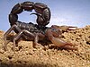 South African spitting scorpion