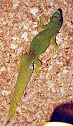 Phelsuma serraticauda