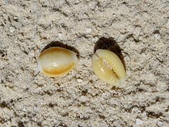 Deux porcelaines non identifiées (Monetaria sp.), échoué sur la plage.