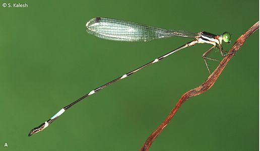 Protosticta ponmudiensis male