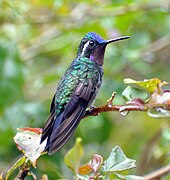 Colibrí montañés gorgimorado (Lampornis calolaemus) en el volcán Poás. En Costa Rica habitan 46 especies de colibríes.