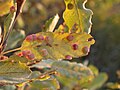 leaf with galls