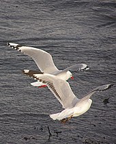 Comparison of adult (left) and immature (right) red-billed gulls in flight
