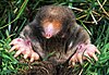 A small gray animal with large, pink forefeet