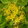 Sedum takesimense